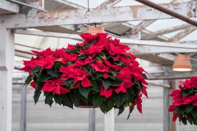 ポインセチア育成ガイド！来年も楽しめる簡単ケアと冬越しのポイント【ガーデニング】（サムネイル画像7）