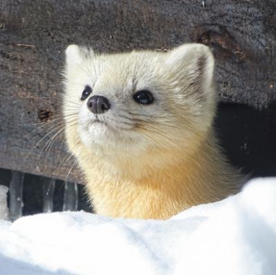 この冬、行きたい！雪景色が圧巻の【温泉宿】3選。温泉ジャーナリストおすすめ（サムネイル画像8）