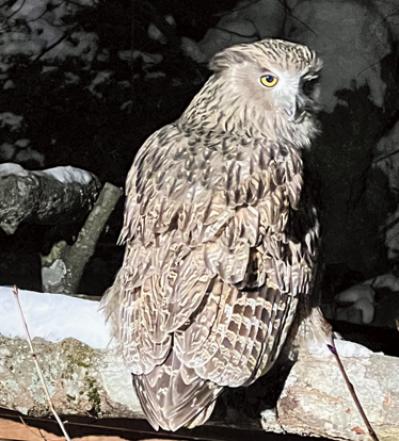 この冬、行きたい！雪景色が圧巻の【温泉宿】3選。温泉ジャーナリストおすすめ（サムネイル画像7）