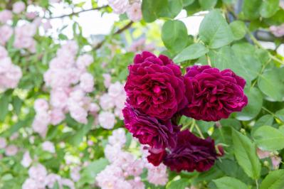 【ガーデニング】12月のバラの手入れと、“がん腫病” ―初心者のバラ育てQ＆A（サムネイル画像2）