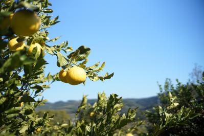 【ドモホルンリンクル】なんと21代目！ ロングセラー「クリーム20」がリニューアル。透明感のあるハリツヤ肌に（サムネイル画像3）