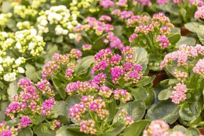 12月7日の花とは？【366日の誕生花と幸せの花言葉】