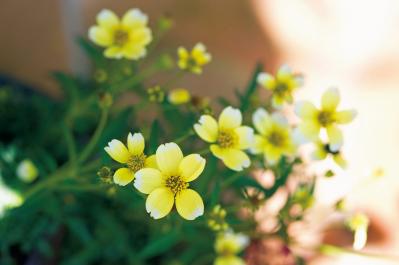 12月8日の花とは？【366日の誕生花と幸せの花言葉】