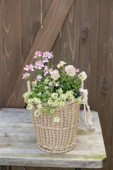 【ガーデニング】人気YouTuber“オニちゃん”の傑作ぞろい！リングバスケット＆寄せ植え（サムネイル画像8）