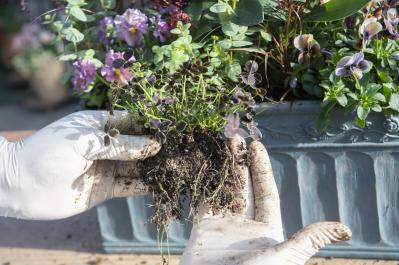 【ガーデニング】人気YouTuber“オニちゃん”の傑作ぞろい！リングバスケット＆寄せ植え（サムネイル画像22）