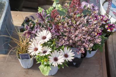 【ガーデニング】人気YouTuber“オニちゃん”の傑作ぞろい！リングバスケット＆寄せ植え（サムネイル画像11）