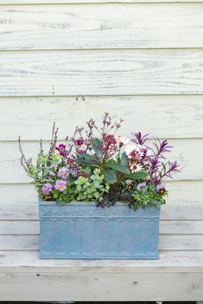 【ガーデニング】人気YouTuber“オニちゃん”の傑作ぞろい！リングバスケット＆寄せ植え（サムネイル画像6）