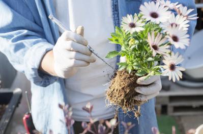 【ガーデニング】人気YouTuber“オニちゃん”の傑作ぞろい！リングバスケット＆寄せ植え（サムネイル画像16）