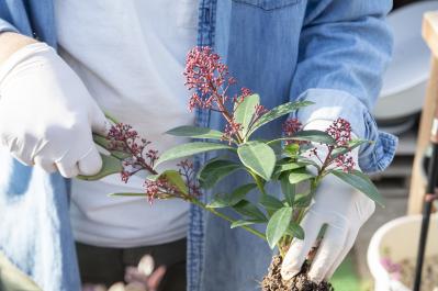 【ガーデニング】人気YouTuber“オニちゃん”の傑作ぞろい！リングバスケット＆寄せ植え（サムネイル画像17）
