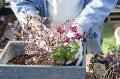 【ガーデニング】人気YouTuber“オニちゃん”の傑作ぞろい！リングバスケット＆寄せ植え（サムネイル画像15）