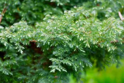 【ガーデニング】身近な自然素材のクリスマス ディスプレー！初めてでも簡単（サムネイル画像6）