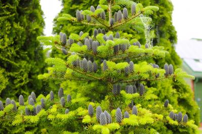 【ガーデニング】身近な自然素材のクリスマス ディスプレー！初めてでも簡単（サムネイル画像4）