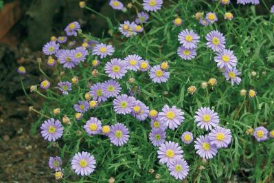 12月14日の花とは？【366日の誕生花と幸せの花言葉】