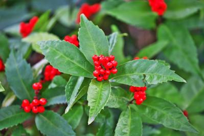 12月17日の花とは？【366日の誕生花と幸せの花言葉】（サムネイル画像）