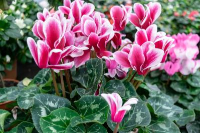 【ガーデニング】春まで咲き続ける「シクラメン」で、室内も戸外もかわいらしく！（サムネイル画像8）
