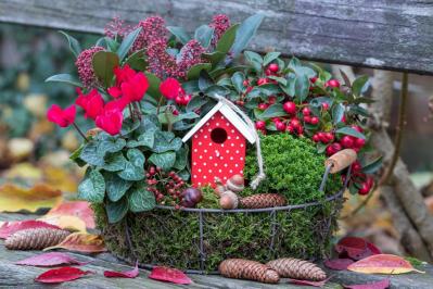 【ガーデニング】春まで咲き続ける「シクラメン」で、室内も戸外もかわいらしく！（サムネイル画像6）