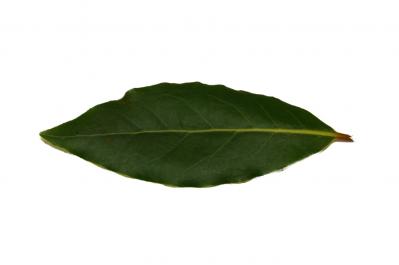 玄関先が華やぐ【ゲッケイジュのクリスマスツリー】料理に活躍するハーブでハレの日に彩りを（サムネイル画像5）