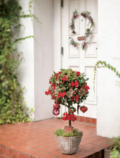 玄関先が華やぐ【ゲッケイジュのクリスマスツリー】料理に活躍するハーブでハレの日に彩りを（サムネイル画像7）