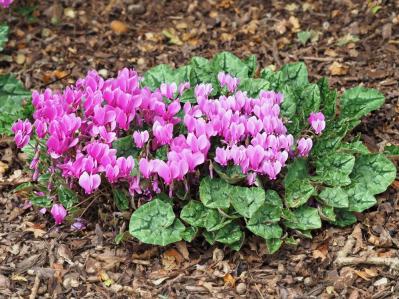 【ガーデニング】春まで咲き続ける「シクラメン」で、室内も戸外もかわいらしく！（サムネイル画像7）