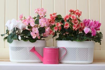 【ガーデニング】春まで咲き続ける「シクラメン」で、室内も戸外もかわいらしく！（サムネイル画像5）