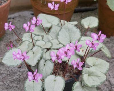 【ガーデニング】春まで咲き続ける「シクラメン」で、室内も戸外もかわいらしく！（サムネイル画像11）
