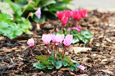 【ガーデニング】春まで咲き続ける「シクラメン」で、室内も戸外もかわいらしく！（サムネイル画像12）