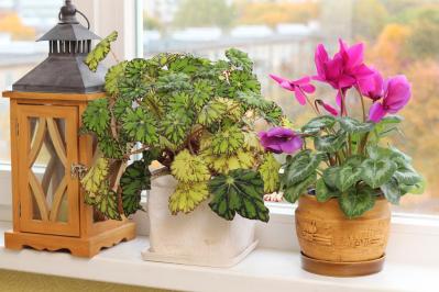 【ガーデニング】春まで咲き続ける「シクラメン」で、室内も戸外もかわいらしく！（サムネイル画像2）