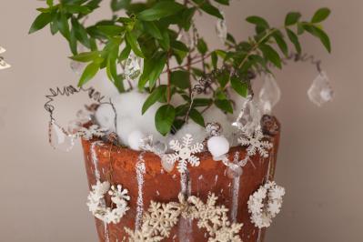 おめでたい木【マートルのクリスマスツリー】甘い香りのハーブで心穏やかに（サムネイル画像4）