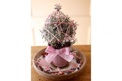 卓上を彩る【ハーブのミニクリスマスツリー】ラヴェンダー、ルーの苗を使って簡単！
