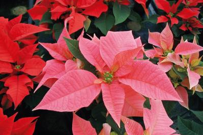 12月22日の花とは？【366日の誕生花と幸せの花言葉】（サムネイル画像）