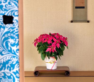 【鉢花の正月風の飾り方】クリスマスが過ぎても楽しめる！「ポインセチア」のアレンジ（サムネイル画像2）