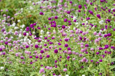 12月23日の花とは？【366日の誕生花と幸せの花言葉】（サムネイル画像）