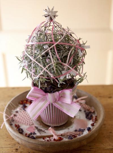 卓上を彩る【ハーブのミニクリスマスツリー】ラヴェンダー、ルーの苗を使って簡単！（サムネイル画像4）