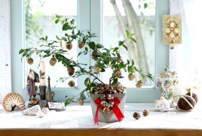 おめでたい木【マートルのクリスマスツリー】甘い香りのハーブで心穏やかに（サムネイル画像5）