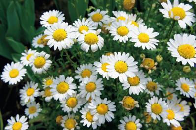 12月24日の花とは？【366日の誕生花と幸せの花言葉】（サムネイル画像）