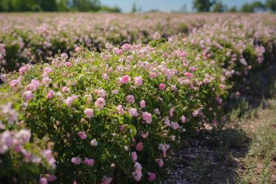 年末までにやっておきたいバラ仕事 ―初心者のバラ育てQ＆A（サムネイル画像6）