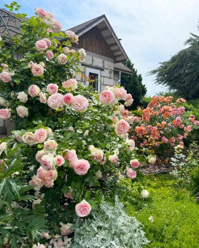 年末までにやっておきたいバラ仕事 ―初心者のバラ育てQ＆A（サムネイル画像2）