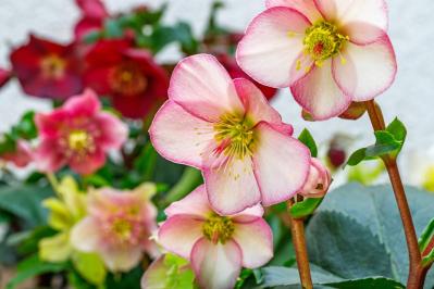 【ガーデニング】知ってる？植物の「科名」や「学名」で栽培のコツがわかる【植物の基本情報】の読み方（サムネイル画像7）