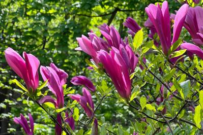 3月の誕生花と花言葉一覧【366日の誕生花と幸せの花言葉】（サムネイル画像23）