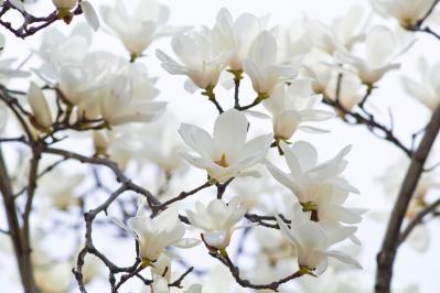 3月の誕生花と花言葉一覧【366日の誕生花と幸せの花言葉】（サムネイル画像3）