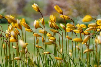 【ガーデニング】知ってる？植物の「科名」や「学名」で栽培のコツがわかる【植物の基本情報】の読み方（サムネイル画像6）