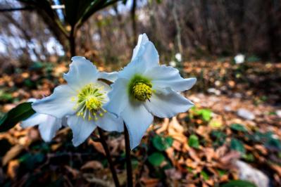 【ガーデニング】知ってる？植物の「科名」や「学名」で栽培のコツがわかる【植物の基本情報】の読み方（サムネイル画像2）