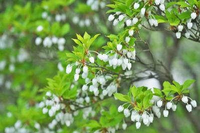 3月の誕生花と花言葉一覧【366日の誕生花と幸せの花言葉】（サムネイル画像30）