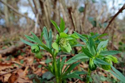 【ガーデニング】知ってる？植物の「科名」や「学名」で栽培のコツがわかる【植物の基本情報】の読み方（サムネイル画像4）