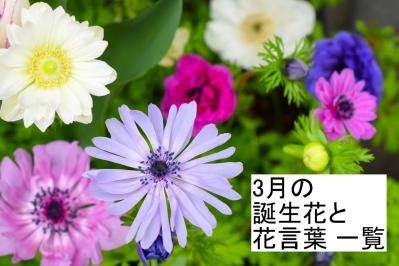 3月の誕生花と花言葉一覧【366日の誕生花と幸せの花言葉】（サムネイル画像）