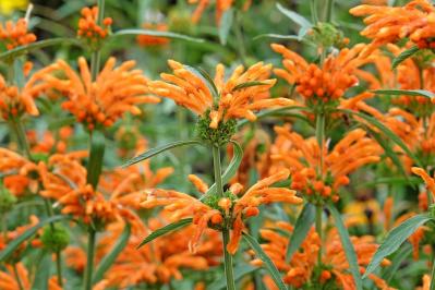 12月27日の花とは？【366日の誕生花と幸せの花言葉】（サムネイル画像）