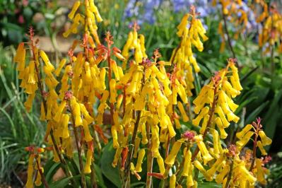 3月の誕生花と花言葉一覧【366日の誕生花と幸せの花言葉】（サムネイル画像13）