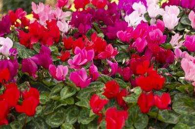 12月26日の花とは？【366日の誕生花と幸せの花言葉】（サムネイル画像）