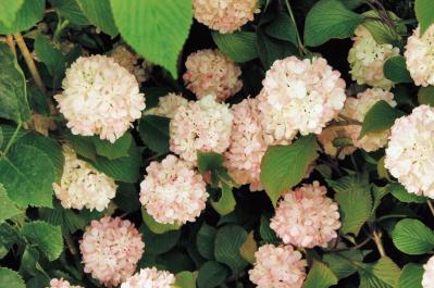 3月の誕生花と花言葉一覧【366日の誕生花と幸せの花言葉】（サムネイル画像8）