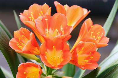 3月の誕生花と花言葉一覧【366日の誕生花と幸せの花言葉】（サムネイル画像14）